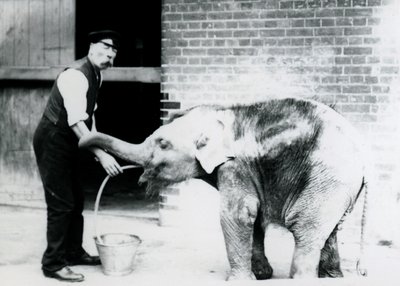 Wärter Charles Eyles füttert ein asiatisches Elefantenbaby mit einer Röhre, im Londoner Zoo 1913 von Frederick William Bond